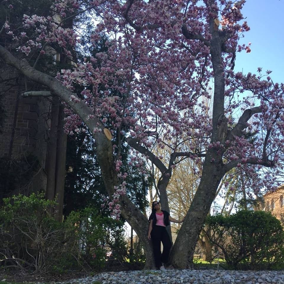 Spring blossom everywhere