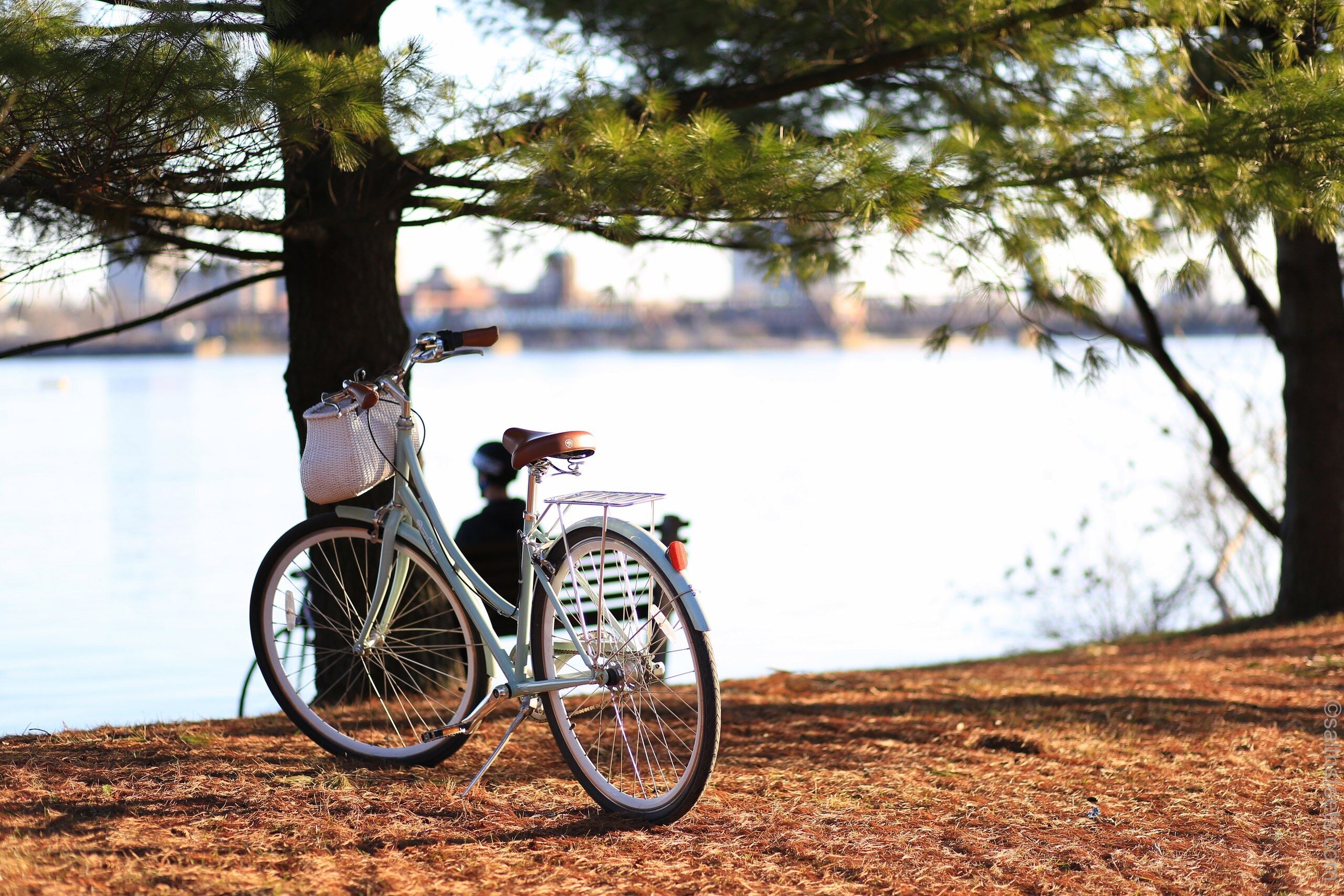 A bike leaned against a tree by the river.